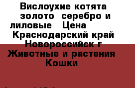 Вислоухие котята: золото, серебро и лиловые › Цена ­ 3 000 - Краснодарский край, Новороссийск г. Животные и растения » Кошки   